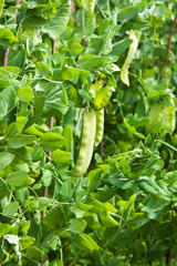 green pea