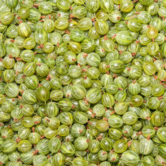 gooseberry
