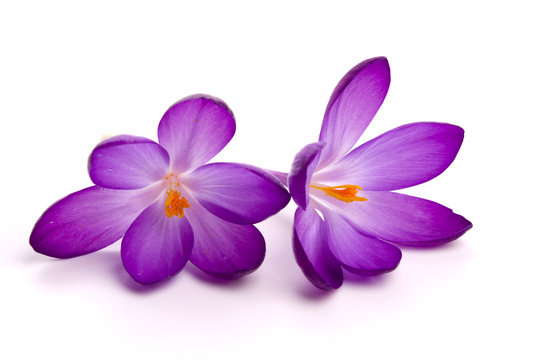 Zwei Krokusbl&uuml;ten