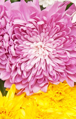 chrysanthemum