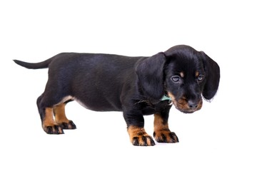 Dackel Welpe stehend schwarz