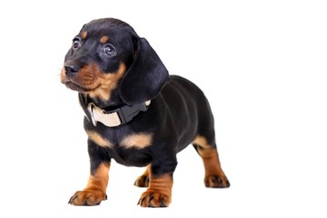 Obraz premium Dackel Welpe stehend links schauend