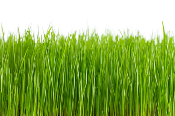 Fototapeta na wymiar Green grass frame over white background