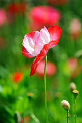 A red and white poppy flower