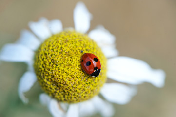 Ladybug sitting on a daisy