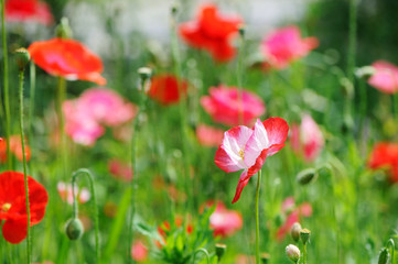 A bunch of red poppies
