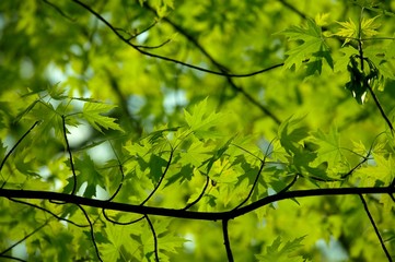 Fototapeta premium Leaves