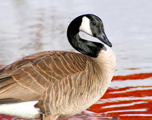 The Canada Goose - water in background