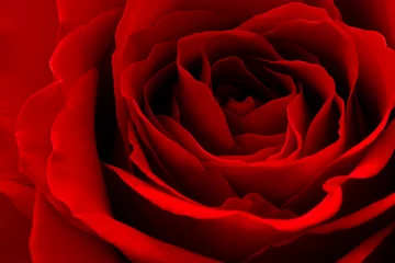 Foto op Plexiglas Macro close-up van rode roos
