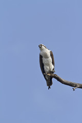 balbuzard pecheur