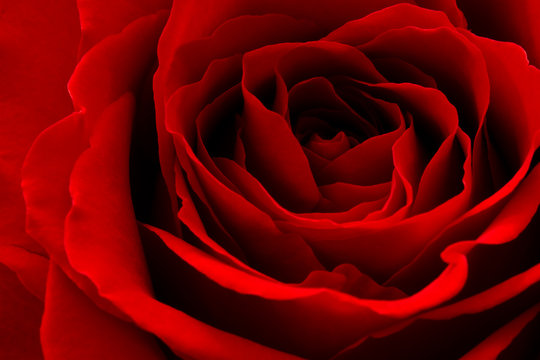 close-up of red rose