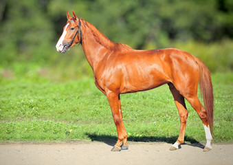 Red Racing mare