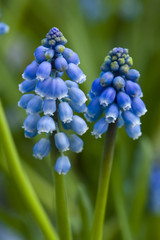 grape hyacinth or muscari