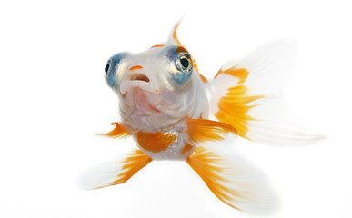 Telescope Goldfish