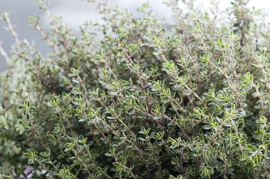 thyme herb growing