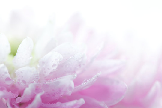 Fototapeta Soft purple flower