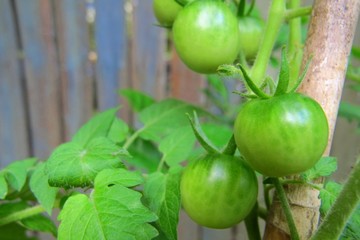 Green Cherry Tomatoes