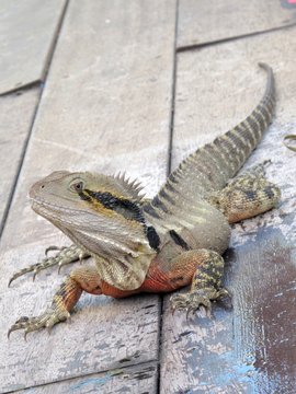 Australian Eastern Water Dragon 1