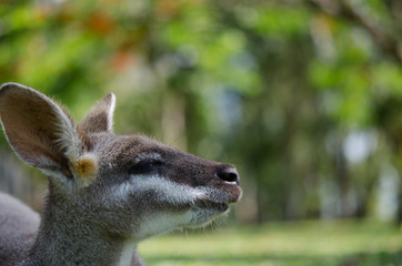 物思いにふけるカンガルー
