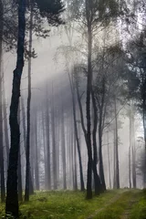 Zelfklevend Fotobehang Misty old foggy forest at sunrise © shaiith
