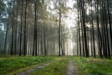 Foothpath in foggy forest at sunrise