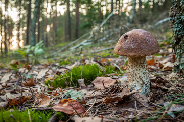 Wild mushroom in autumn forest