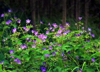 Obraz premium Bunch of wood cranesbill