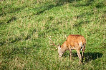Naklejka na ściany i meble Deer in the meadow at summer