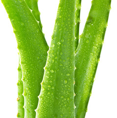 Aloe Vera with water drops - 39696707