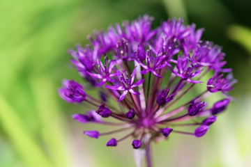 Allium flower