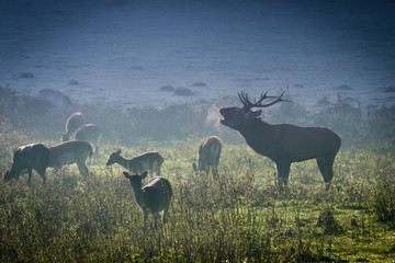 Deer with herd roaring on the meadow at sunrise