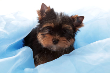 Small dog on a blue fabric,isolated.