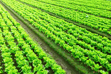 Fototapeta na wymiar Rows of freshly planted lettuce
