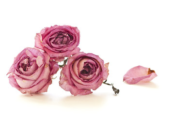 Dry roses isolated on white background