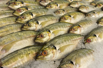 fresh mackerels in well organized