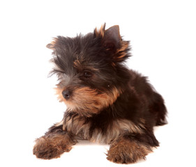 Yorkshire Terrier, isolated.