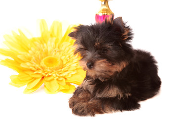 puppy about a yellow flower, isolated