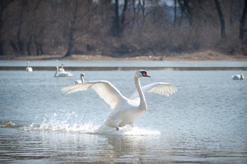 Swans fly
