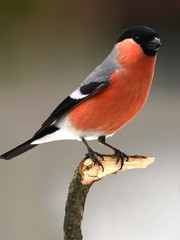 Bullfinch portrait