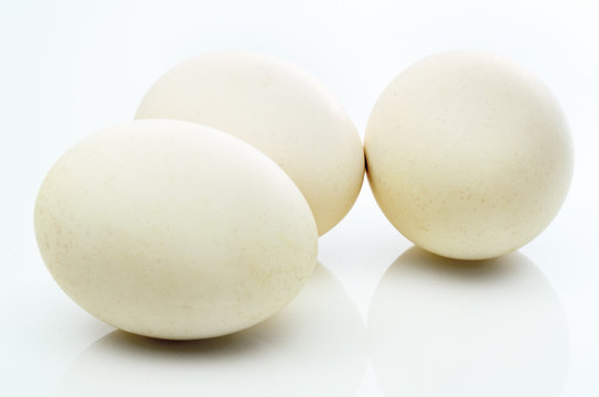 uova bianco gallina padovana  razza