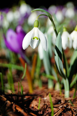 Blossoming crocuses and snowdrops