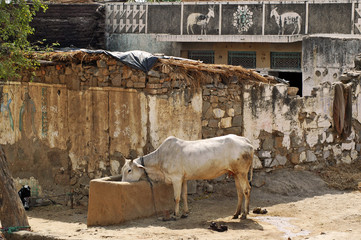 India rurale, Rajasthan - mucca sacra