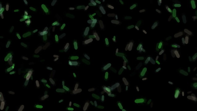 flagella bacteria