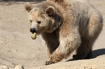 Close up of a Brown Bear Eating