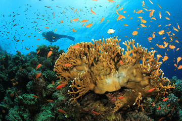 Coral Reef, Tropical Fish and Scuba Diver