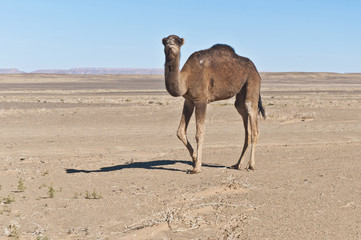 Camel at Erg Chebbi, Morocco