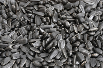 seed sunflower