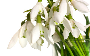 snowdrop flowers bouquet