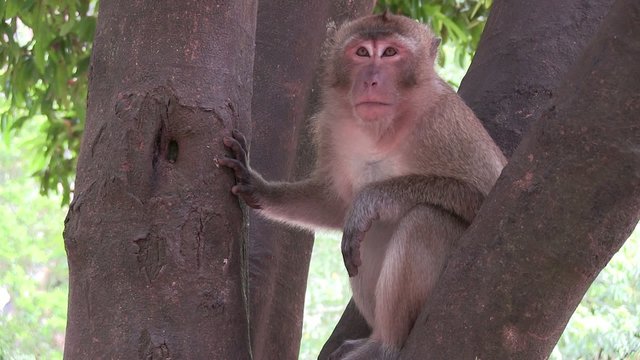 singe