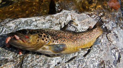 Obraz premium Pesca in torrente alpino....Trota fario